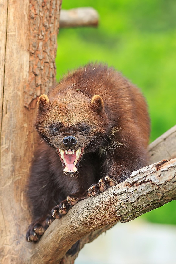 Wolverine (a)
