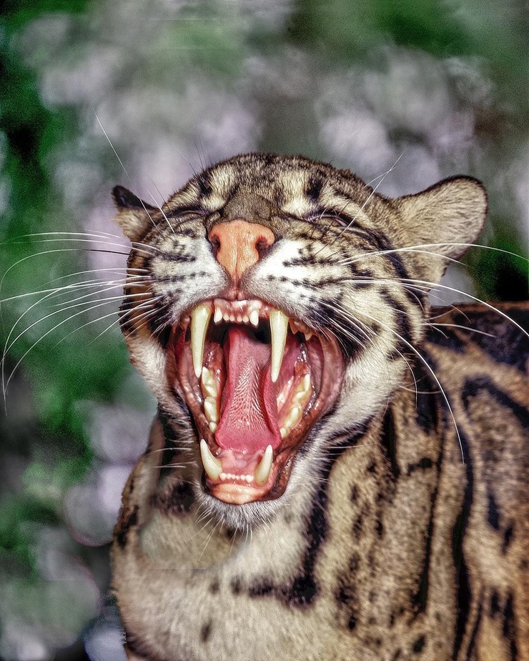 Clouded Leopard