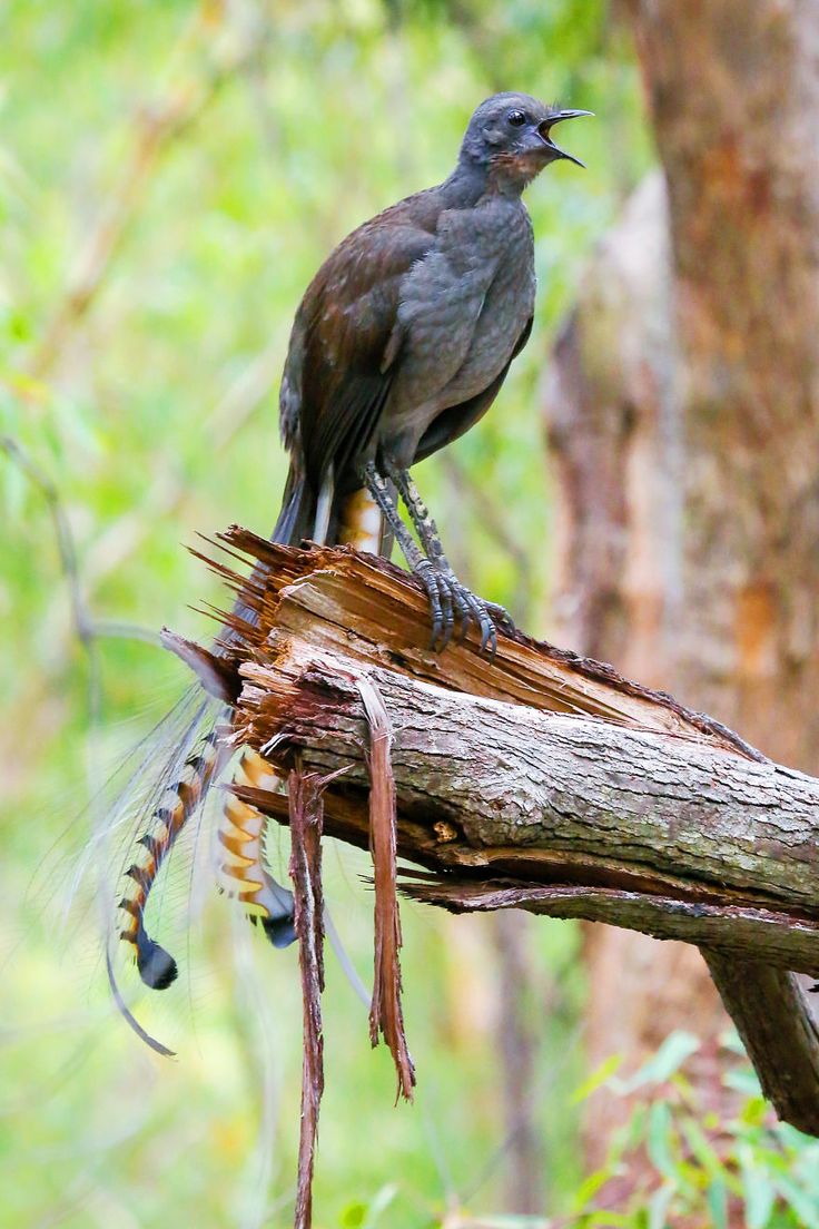 Lyrebird