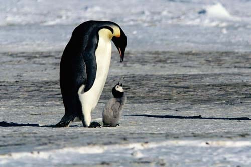 March of the Penguins