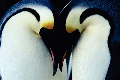 March of the Penguins March of the Penguins