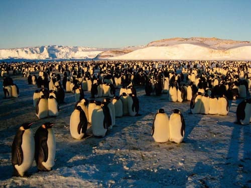 March of the Penguins March of the Penguins