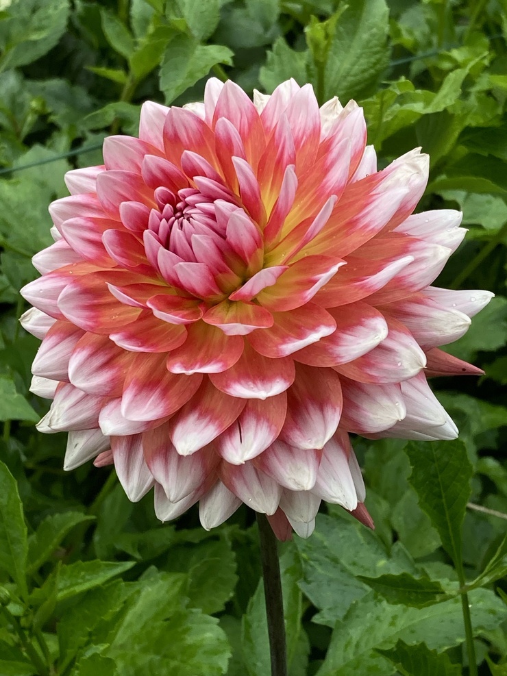 Dahlia