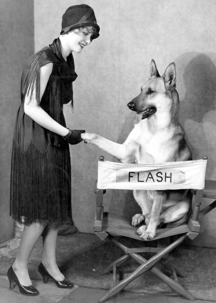Flash the Dog