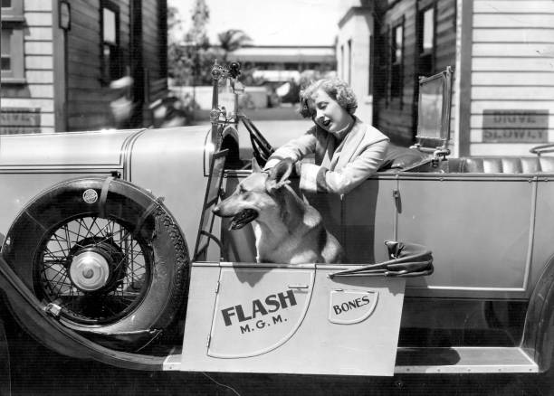 Flash the Dog