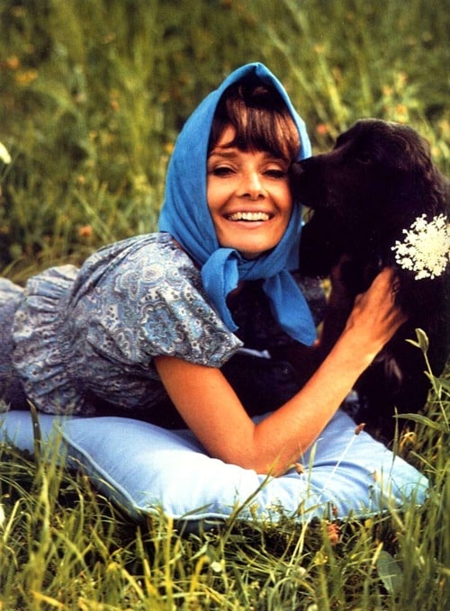Audrey Hepburn Audrey Hepburn