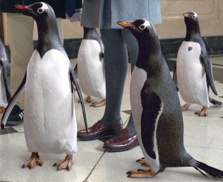 Mr. Popper's Penguins