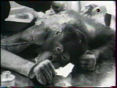 Primate