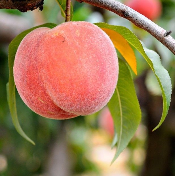 Peach Peach