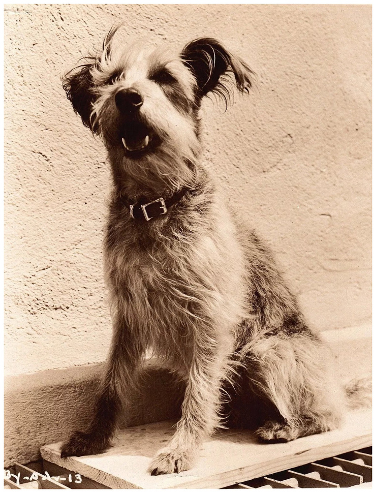 Archie