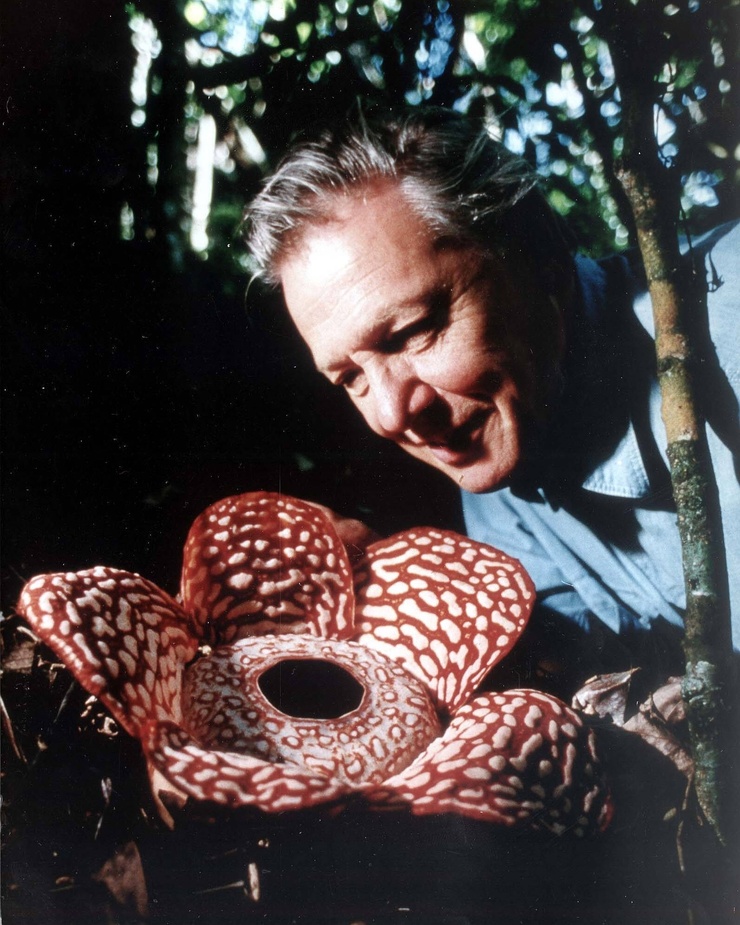 David Attenborough