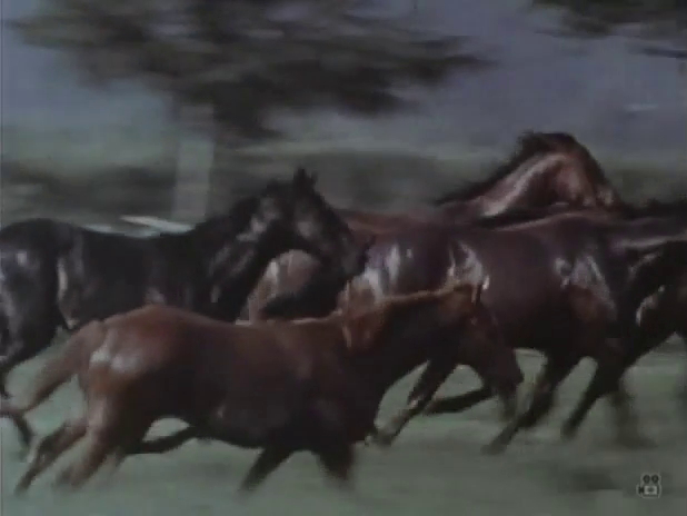 Song of the Horse (1970)