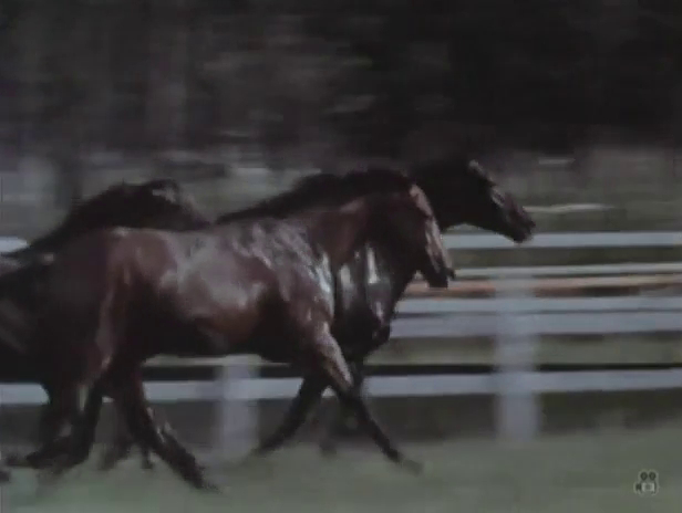 Song of the Horse (1970)
