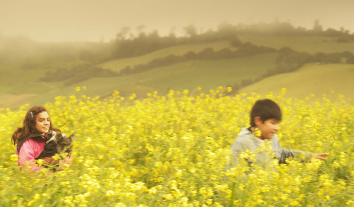 Field of Amapolas Field of Amapolas