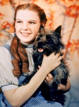The Wizard of Oz The Wizard of Oz