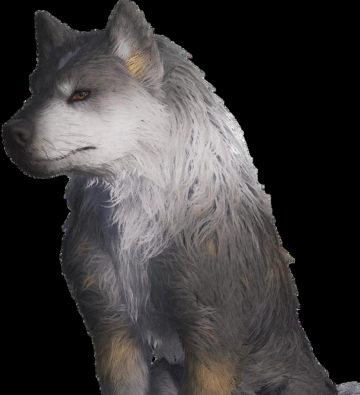 Torgal Torgal