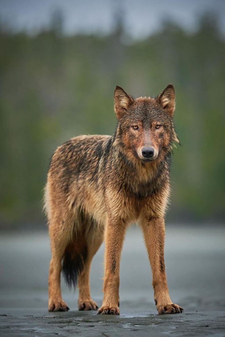 Vancouver Coastal Sea wolf