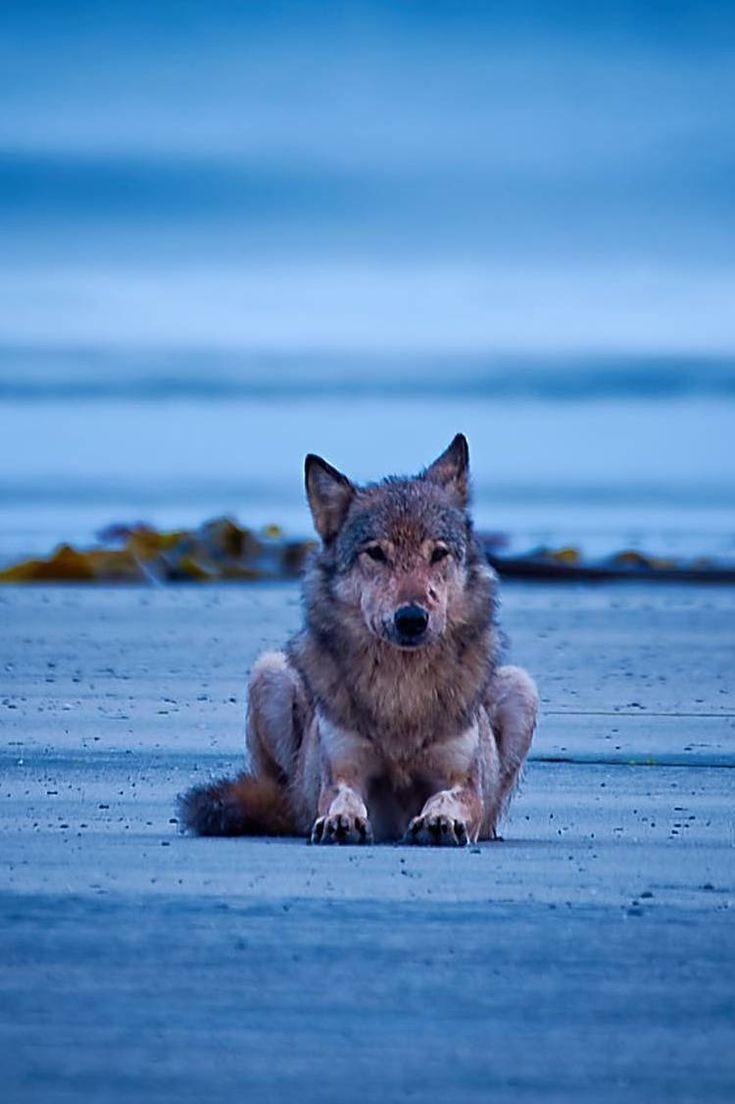 Vancouver Coastal Sea wolf