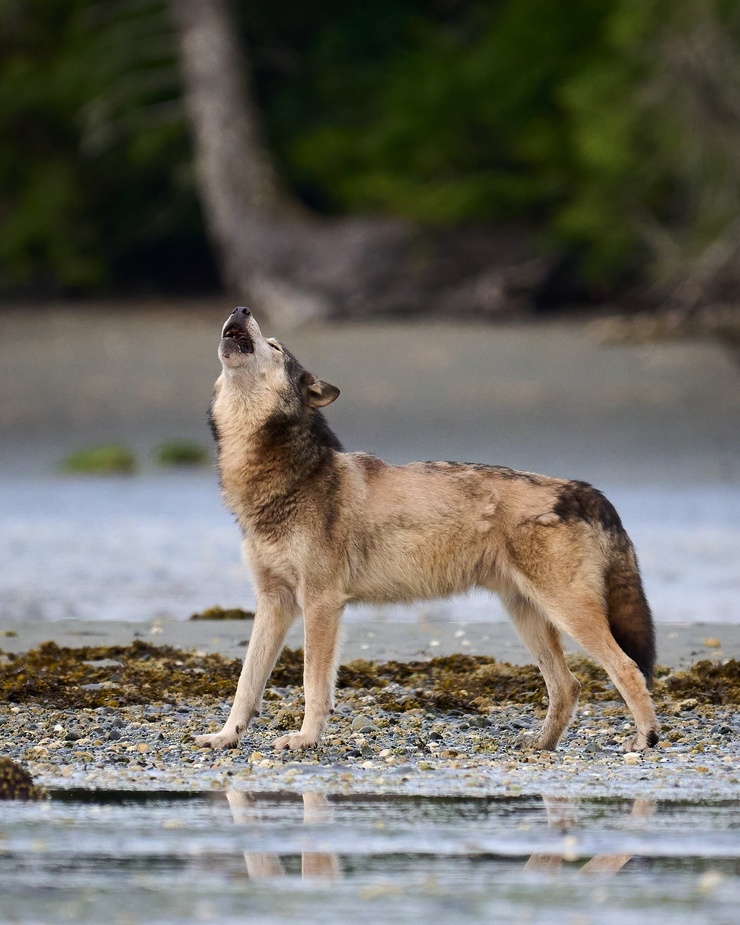 Vancouver Coastal Sea wolf