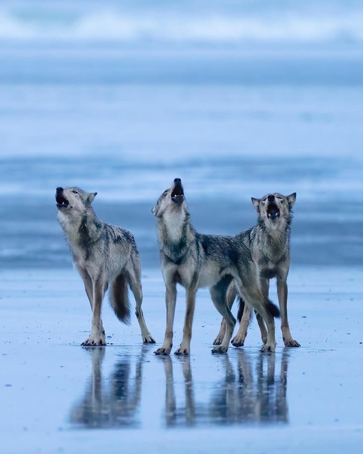 Vancouver Coastal Sea wolf