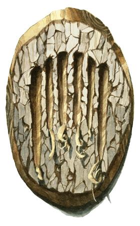 Fangshields
