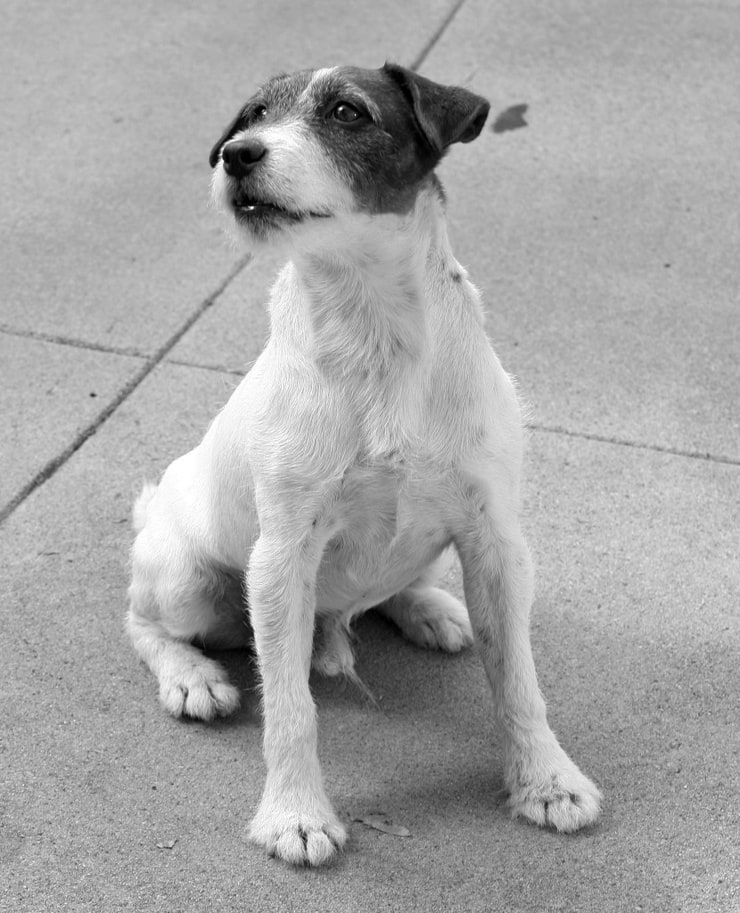 Uggie