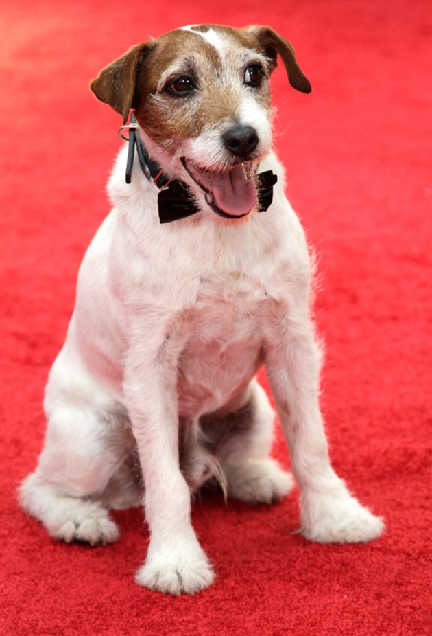 Uggie