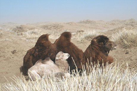 The Story of the Weeping Camel