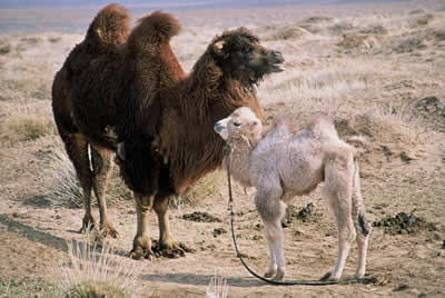 The Story of the Weeping Camel