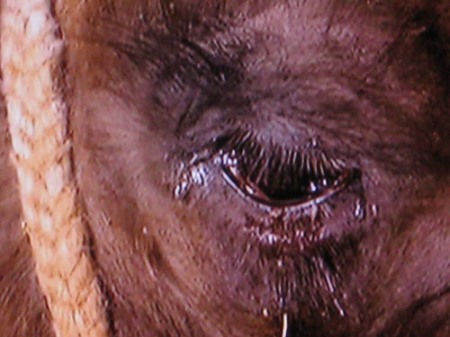 The Story of the Weeping Camel The Story of the Weeping Camel