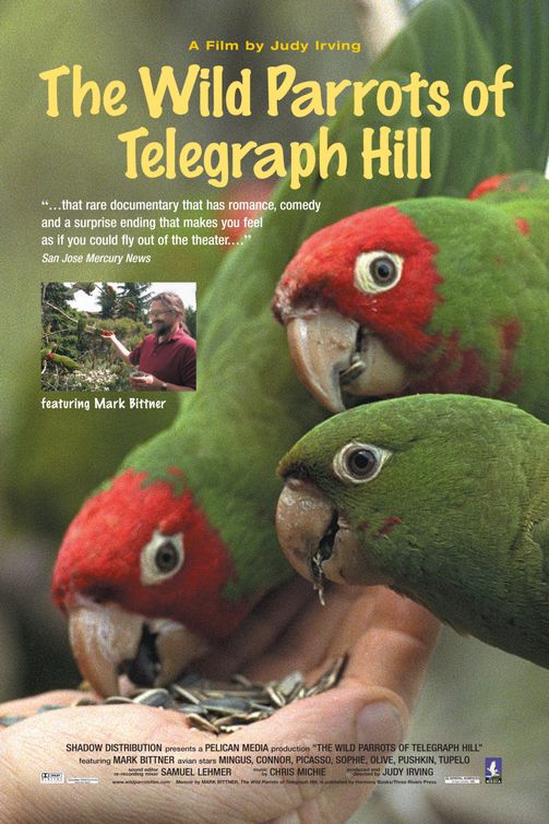 The Wild Parrots of Telegraph Hill