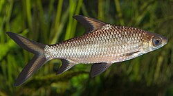 Fish (Animal)