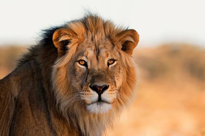 Lion (Animal)