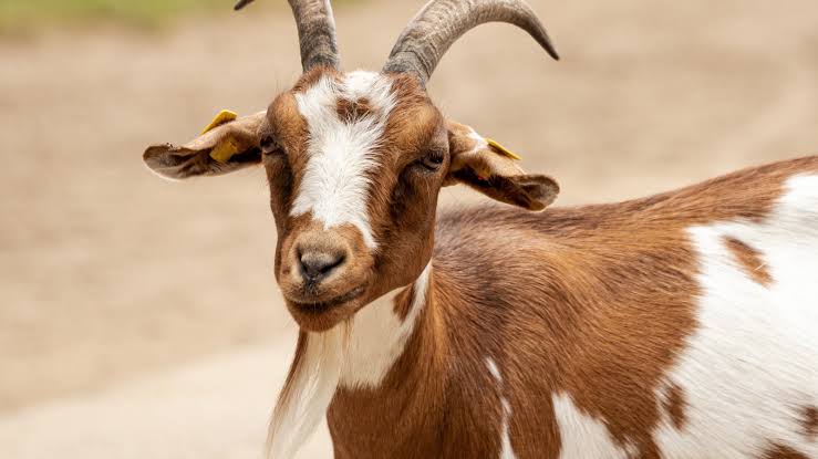 Goat (Animal)