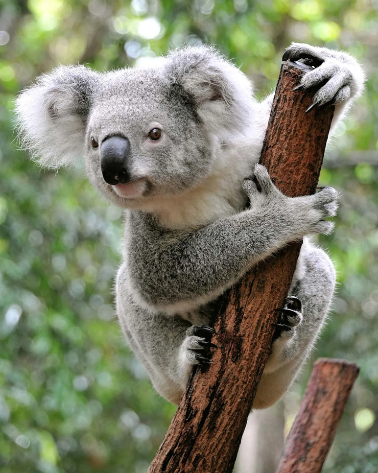 Koala (Animal)