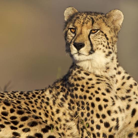 Cheetah (Animal)
