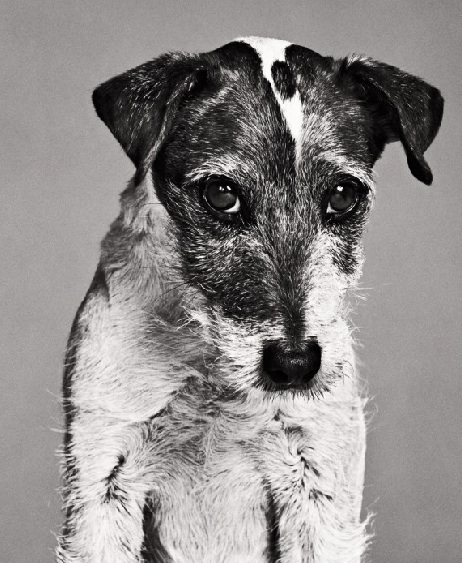Uggie
