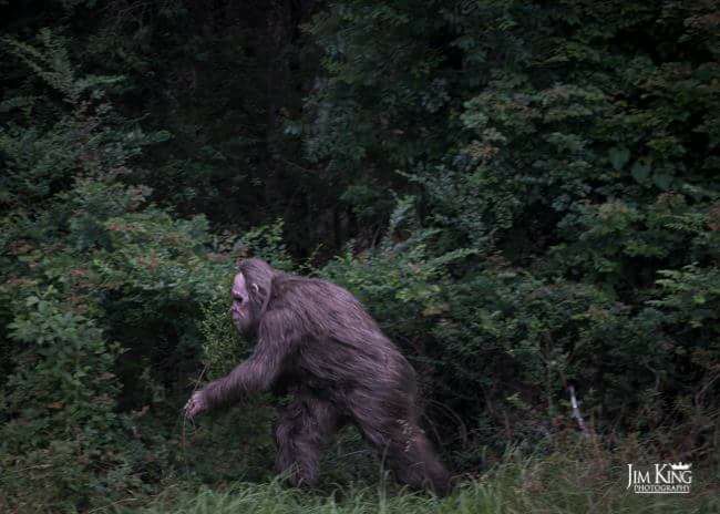 Something in the Woods
