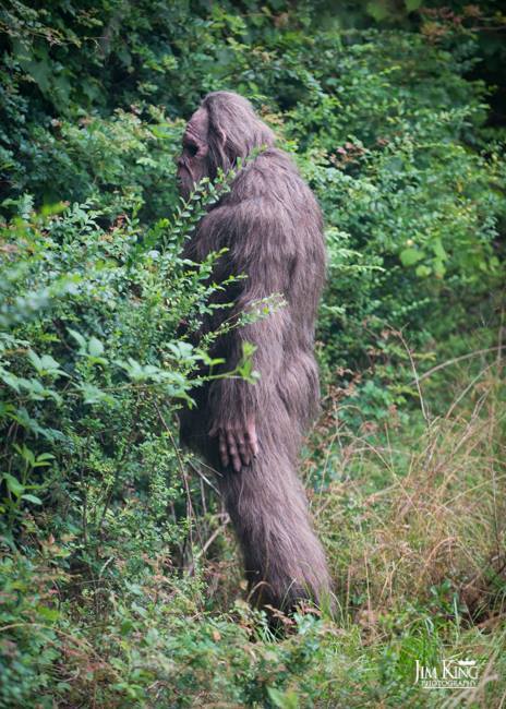 Something in the Woods