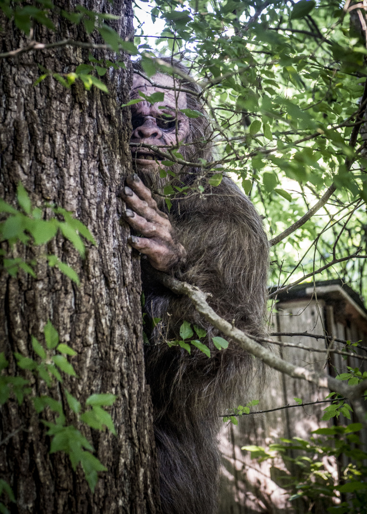 Something in the Woods