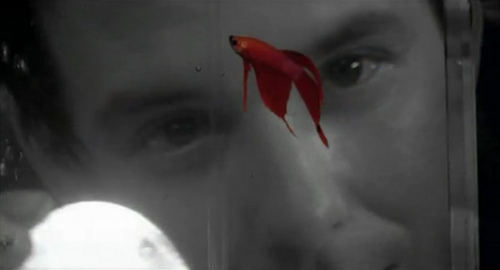 Rumble Fish