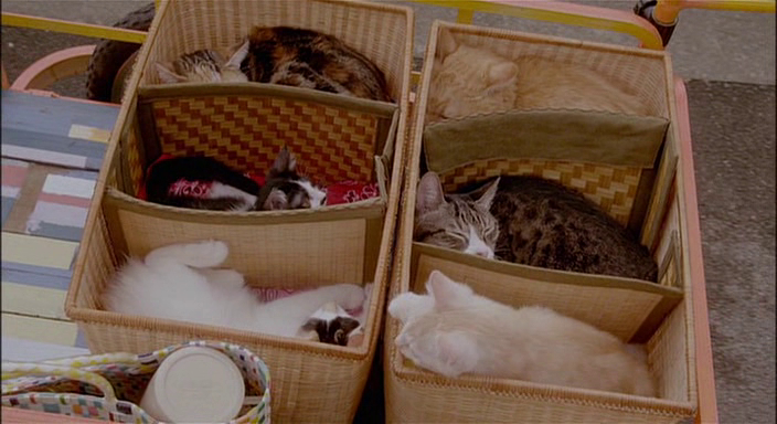 Rent-a-Cat