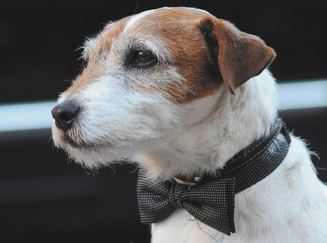 Uggie