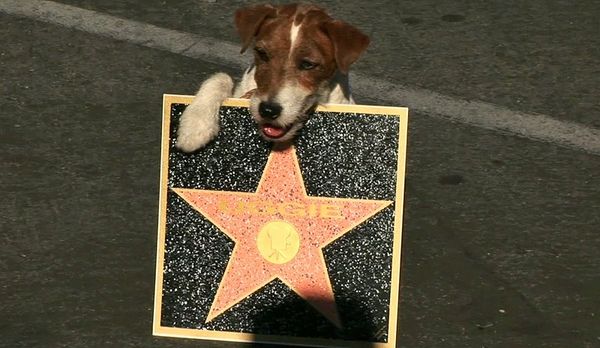 Uggie