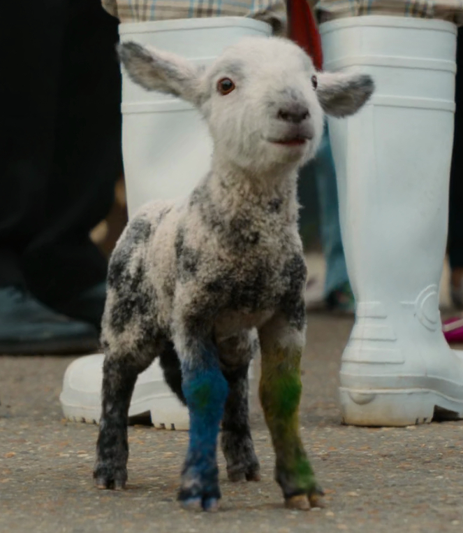 Winter Lamb