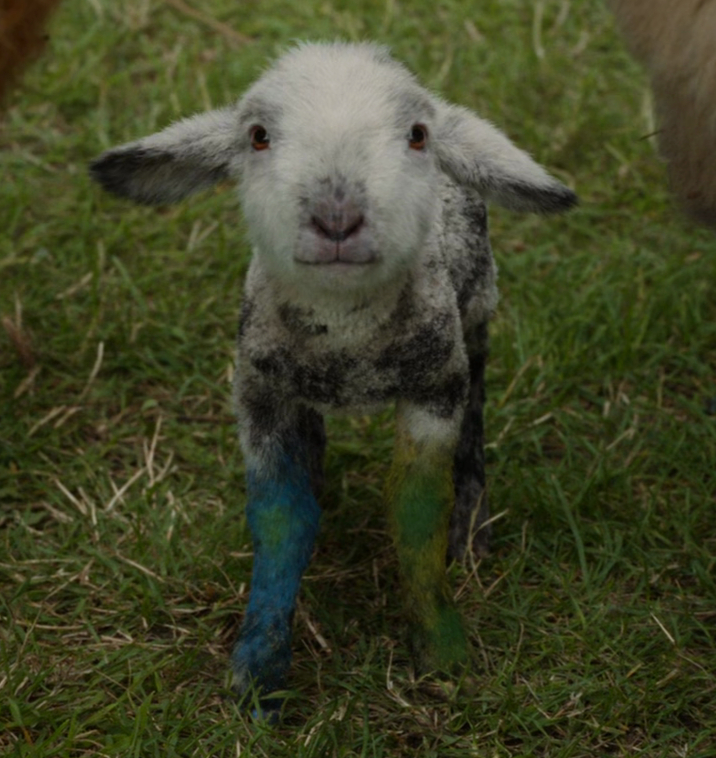 Winter Lamb