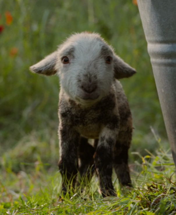 Winter Lamb