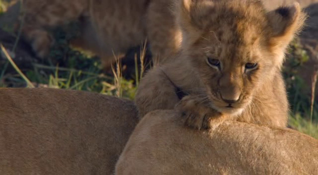 African Cats