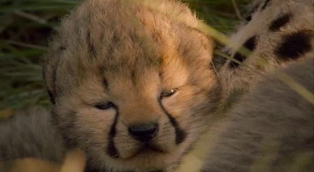 African Cats African Cats