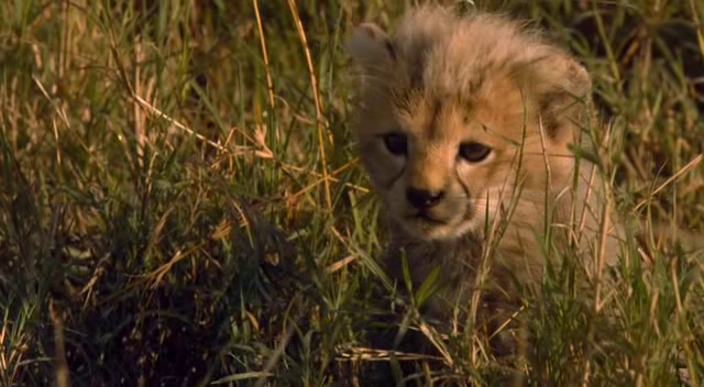 African Cats African Cats